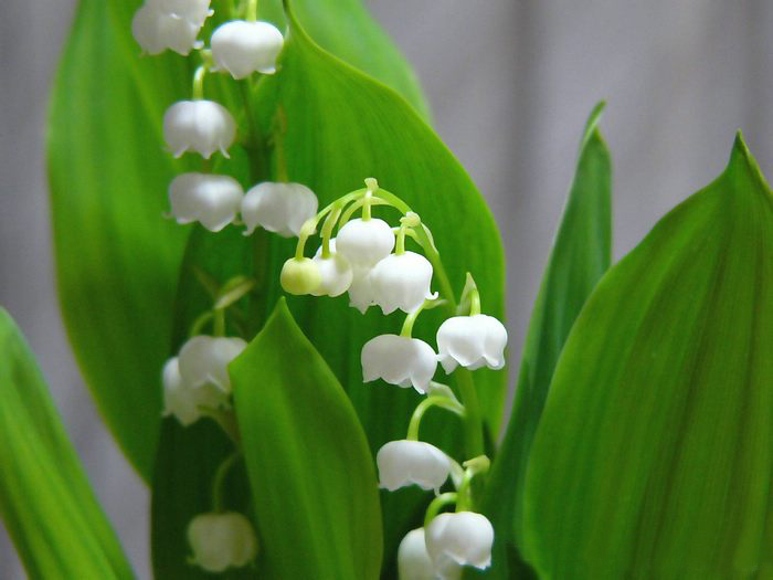 Lily of the valley ความสุขที่หวนคืนมา.•°•.° ღღღ  2