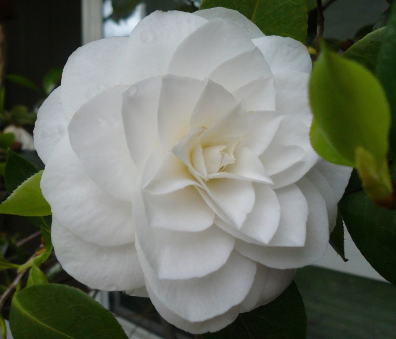 Camellia ดอกไม้สำหรับคนช่างฝัน 1