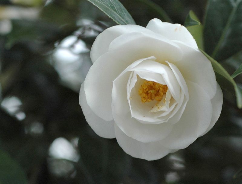 Camellia ดอกไม้สำหรับคนช่างฝัน 1