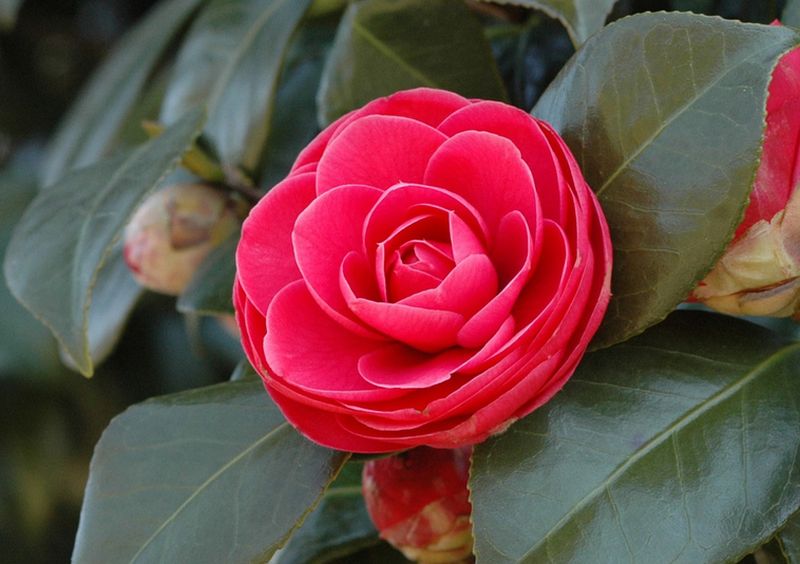 Camellia ดอกไม้สำหรับคนช่างฝัน 1