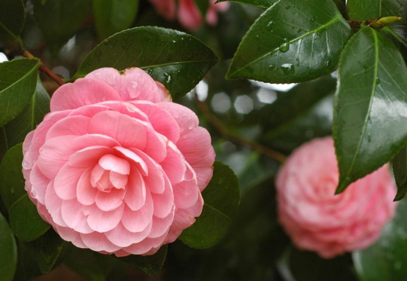 Camellia ดอกไม้สำหรับคนช่างฝัน 1