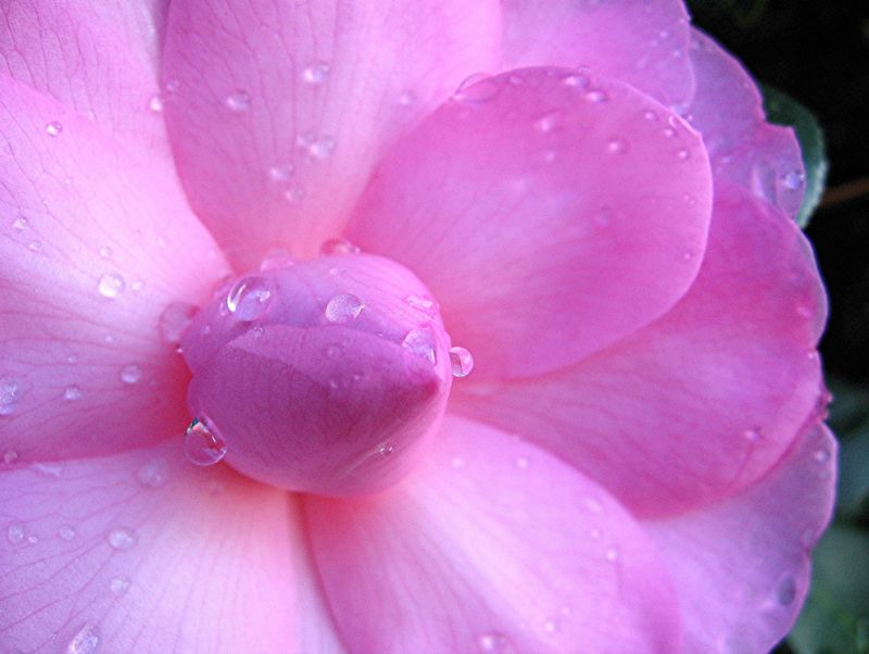 Camellia ดอกไม้มีกลิ่นหอม ญี่ปุ่นเรียกดอกซึบากิ Tsubaki