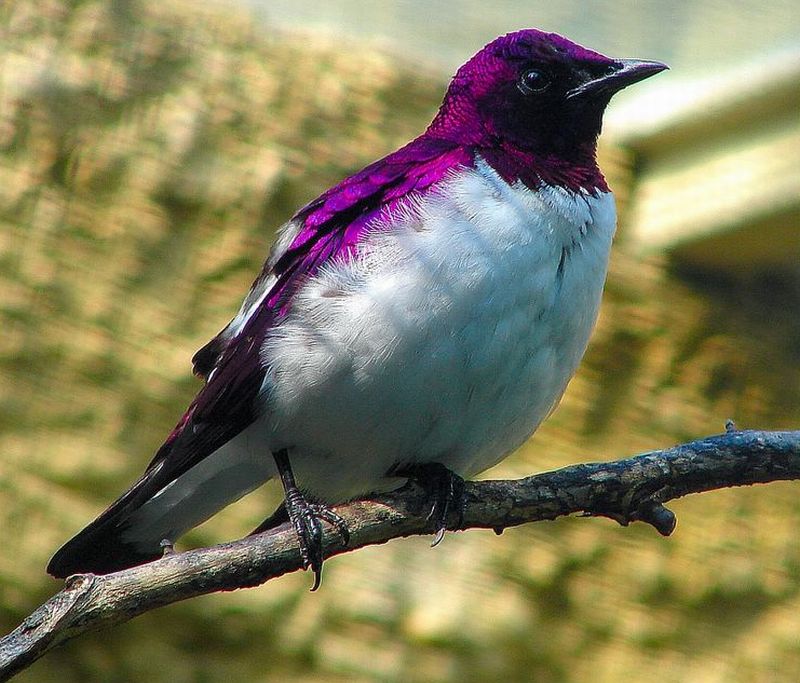 Amethyst Starling