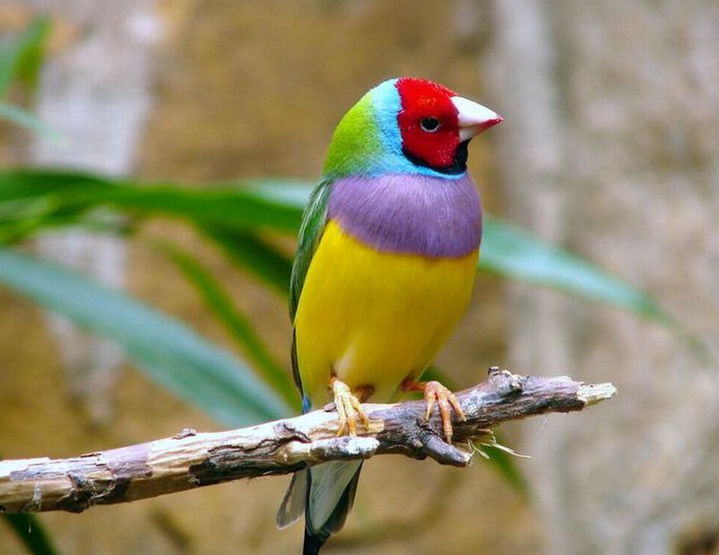 Rainbow finch