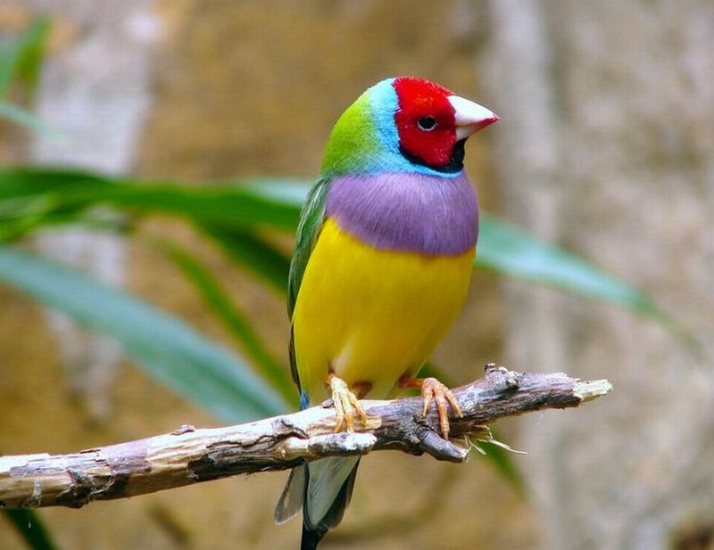 Rainbow



 finch