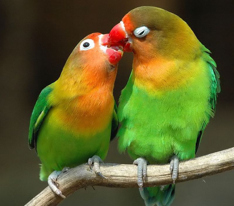 Lovebirds