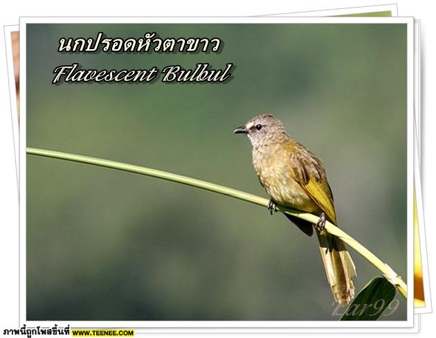 ♥ Bird in Thailand ..Vol.2 ♥ 