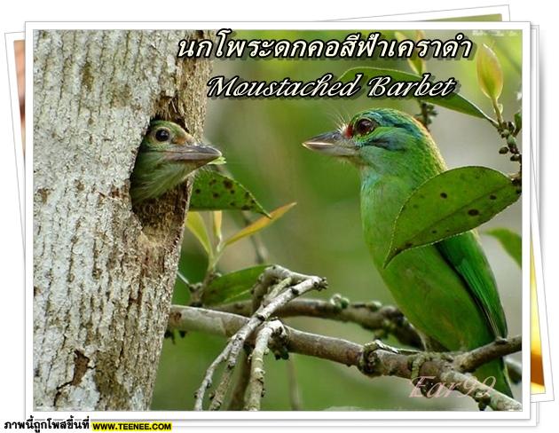 ♥ Bird in Thailand ..Vol.2 ♥ 