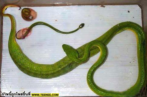 งูเขียวออกลูก