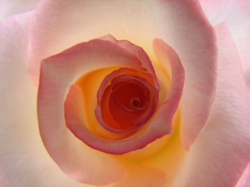*Rose : Close Up 1*