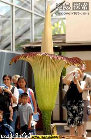  Amorphophallus titanum ( titan arum) มีขนาดดอกใหญ่ที่สุดในโลกอย่างหนึ่ง