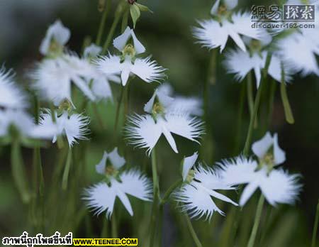 Aigrette มีฉายานกกระสา มีลักษณะต้นและดอกคล้ายดอกหญ้า  เพราะดอกของมันดูคล้ายฝูงนกที่กำลังโบยบิน 