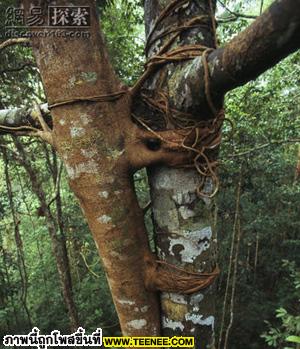 Strangler fig คือกาฝากชนิดหนึ่ง