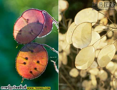 Lunaria annua มีลักษณะใบที่แปลกกว่าใบไม้อื่นๆ 