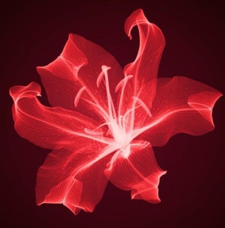 ♣ ภาพเอกซเรย์ดอกไม้ “ความงามที่แตกต่าง” ♣