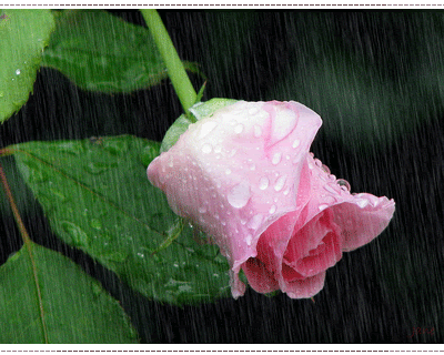 ♥ ชุ่มฉ่ำกับสายฝน..Enjoy the rain ♥