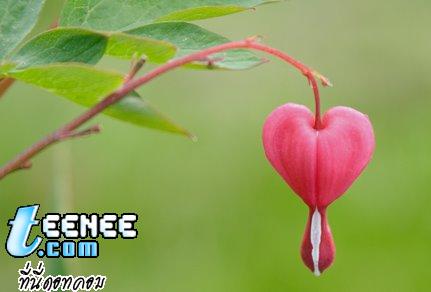 ดอกหัวใจ ... Heart Flower .. ดอกไม้แปลก