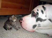 ..CAT&DOG ..น่ารักมากกก..