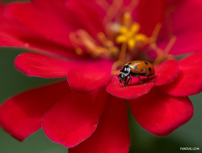 พักชมสารคดี Flowers and Insects Spectacular Photography