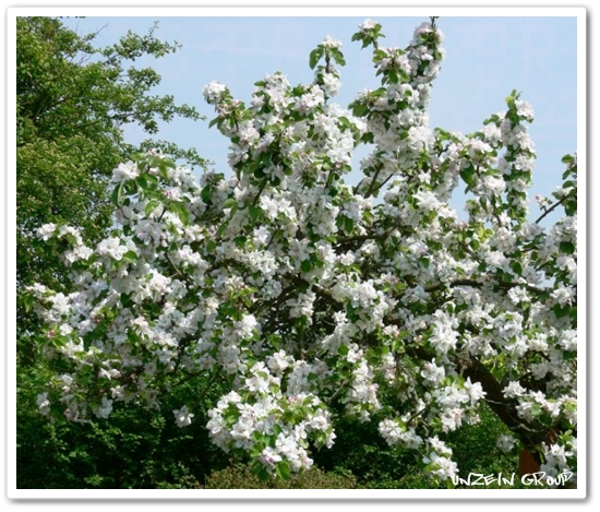 Apple Tree 