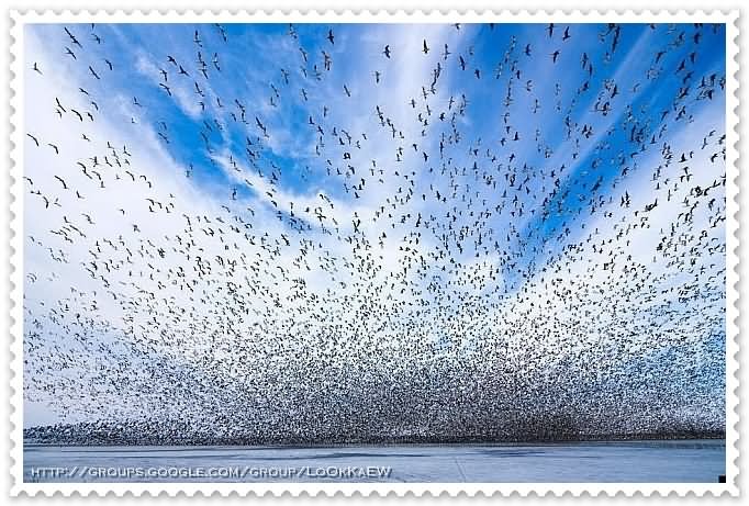 ๏~* Flock of Birds *~๏