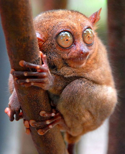 Tarsiers หน้าแปลก