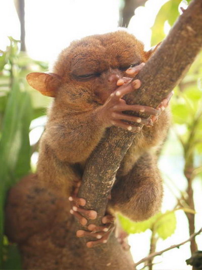 Tarsiers หน้าแปลก