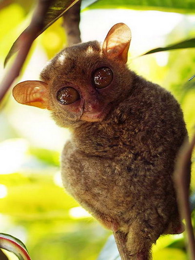 Tarsiers หน้าแปลก