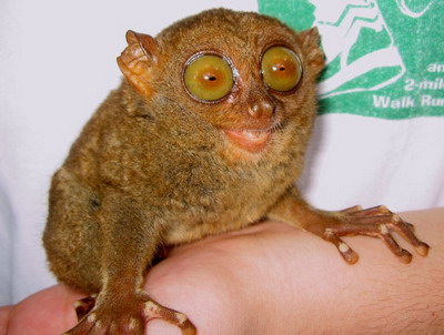 Tarsiers หน้าแปลก