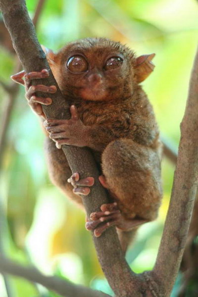 Tarsiers หน้าแปลก