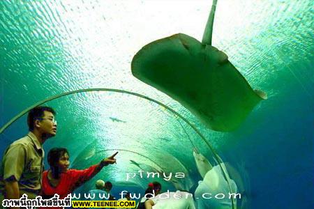 UNDER.WATER.WORLD_Pattaya