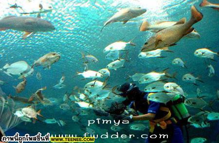 UNDER.WATER.WORLD_Pattaya