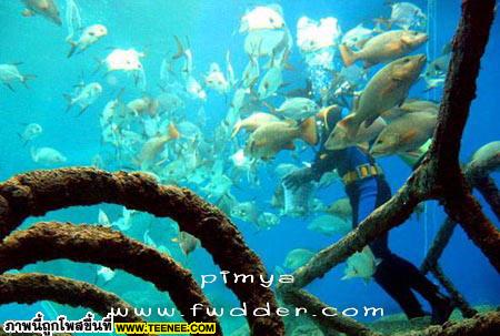 UNDER.WATER.WORLD_Pattaya