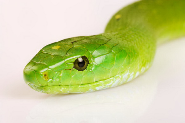 กำลังมาแร๊งกับงูGreen Mamba