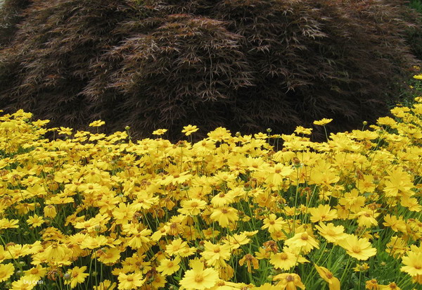 ดอกไม้โทนสีเหลือง