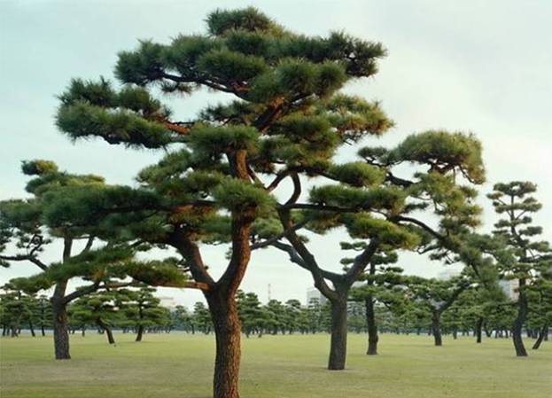 ต้นไม้สวยงาม..มากๆ (2)  