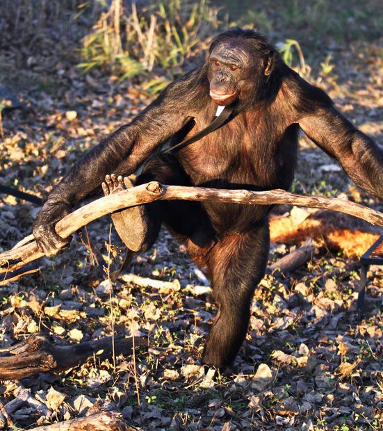เจ้าลิงชิมเเปนซี เเสนรู้เกินไปเเล้ว ทำอาหารเองได้
