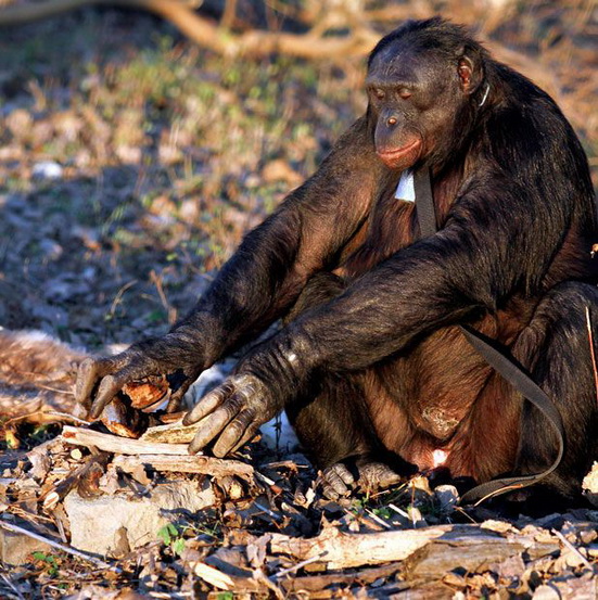เจ้าลิงชิมเเปนซี เเสนรู้เกินไปเเล้ว ทำอาหารเองได้