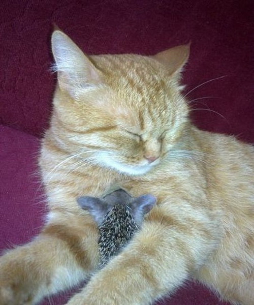แมวเลี้ยงลูกเม่น น่ารักจริงๆ 