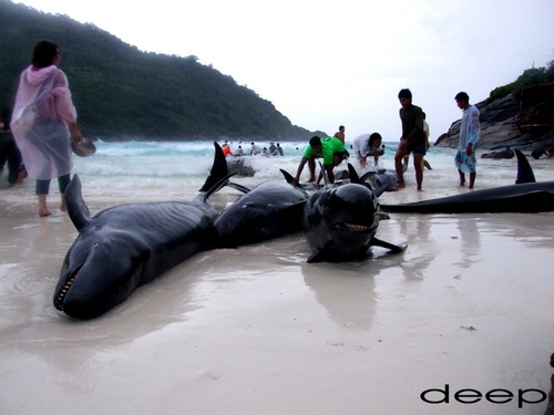 ภาพน่าประทับใจ ระดมพลทั้งเกาะ...ช่วยชีวิต...