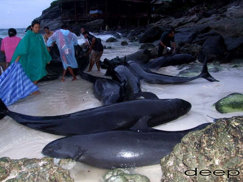 ภาพน่าประทับใจ ระดมพลทั้งเกาะ...ช่วยชีวิต...