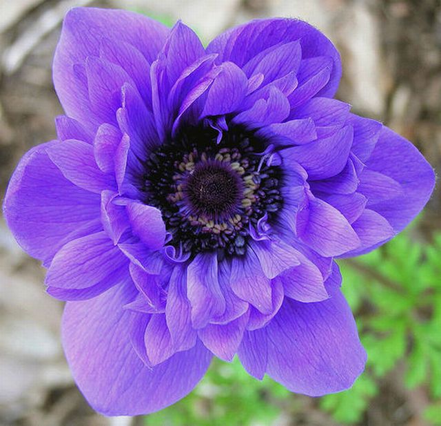 ดอกแอนนีโมนี (Anemone)