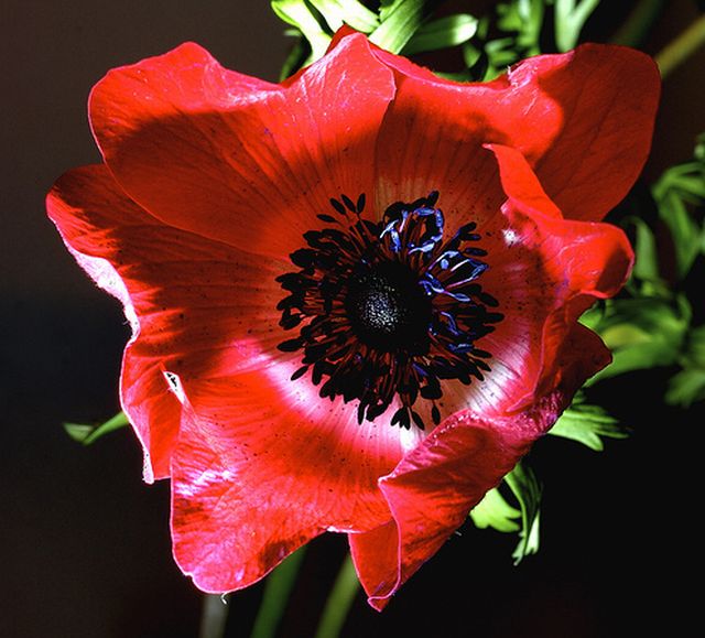 ดอกแอนนีโมนี (Anemone)