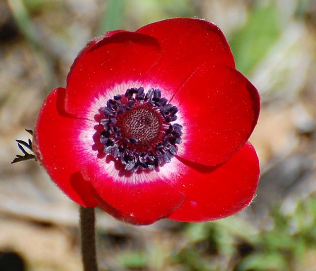 ดอกแอนนีโมนี (Anemone)