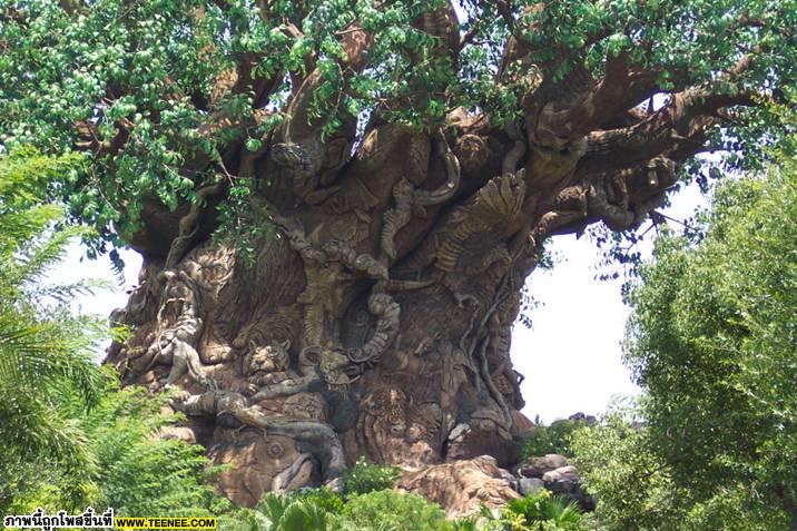 ต้นไม้มหัศจรรย์ที่อินเดีย (ธรรมชาติหรือฝีมือคน)