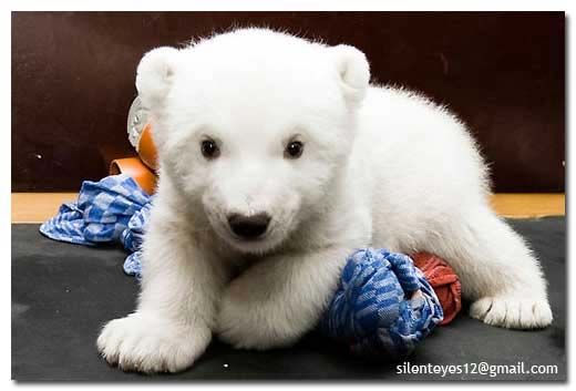 หมีขั่วโลก(ความน่ารักที่แฝงไปด้วยความน่ากลัว)