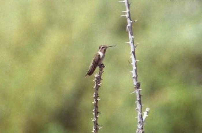 Humming Bird