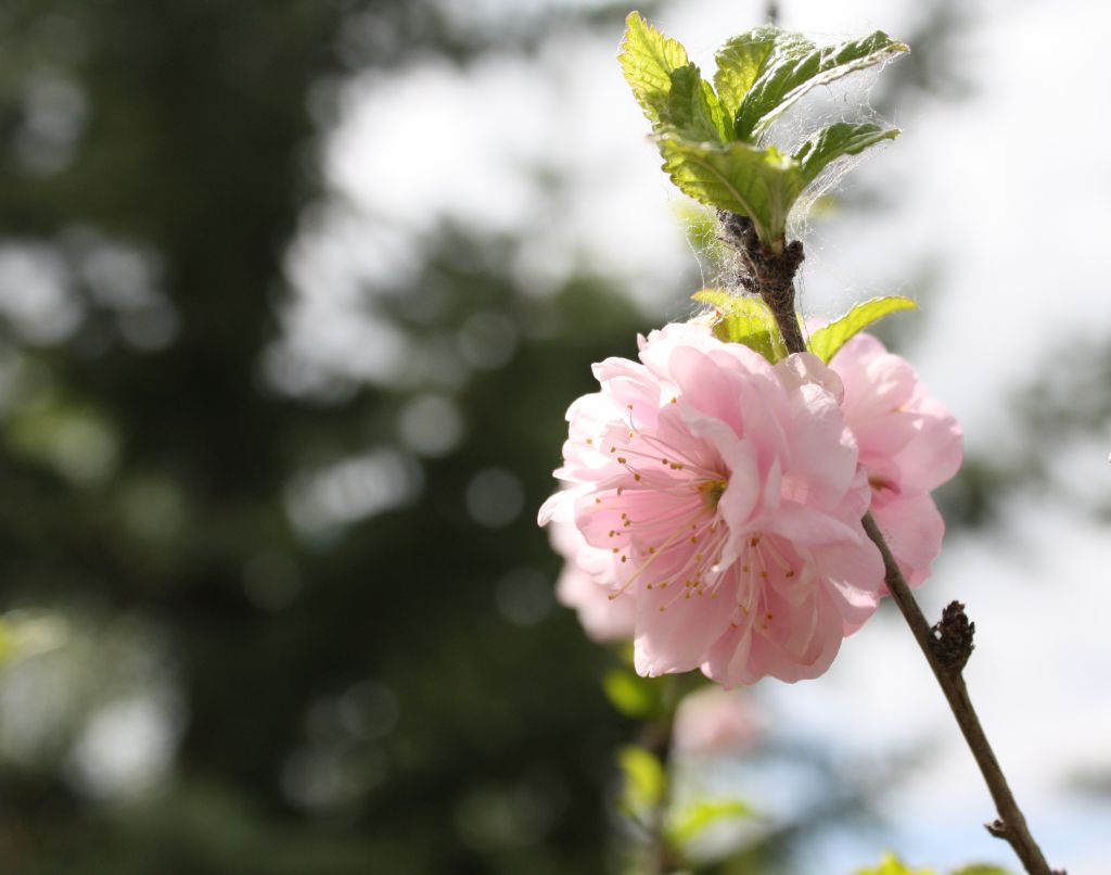 ดอกไม้สีชมพูหวาน จากสวนสาธารณะ