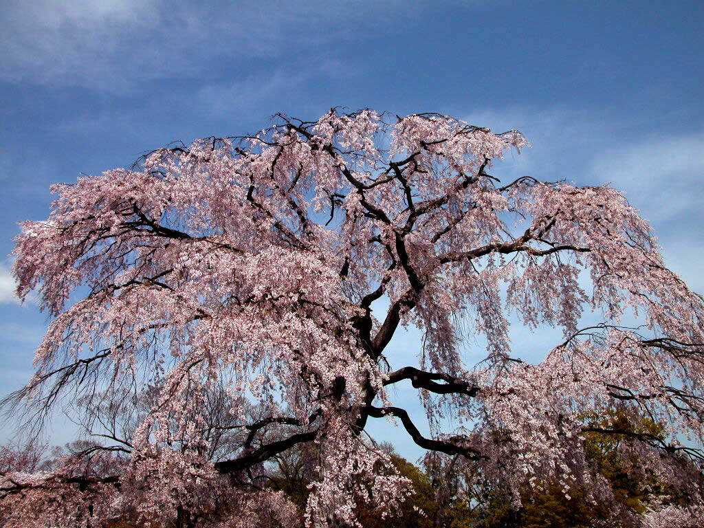 Weeping Cherry Tree 