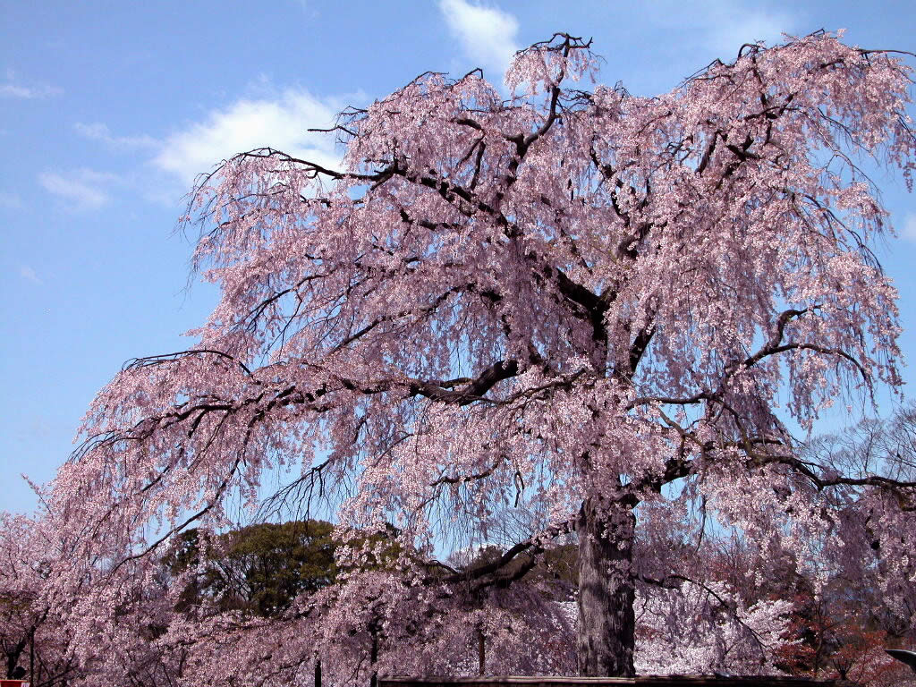 Weeping Cherry Tree 